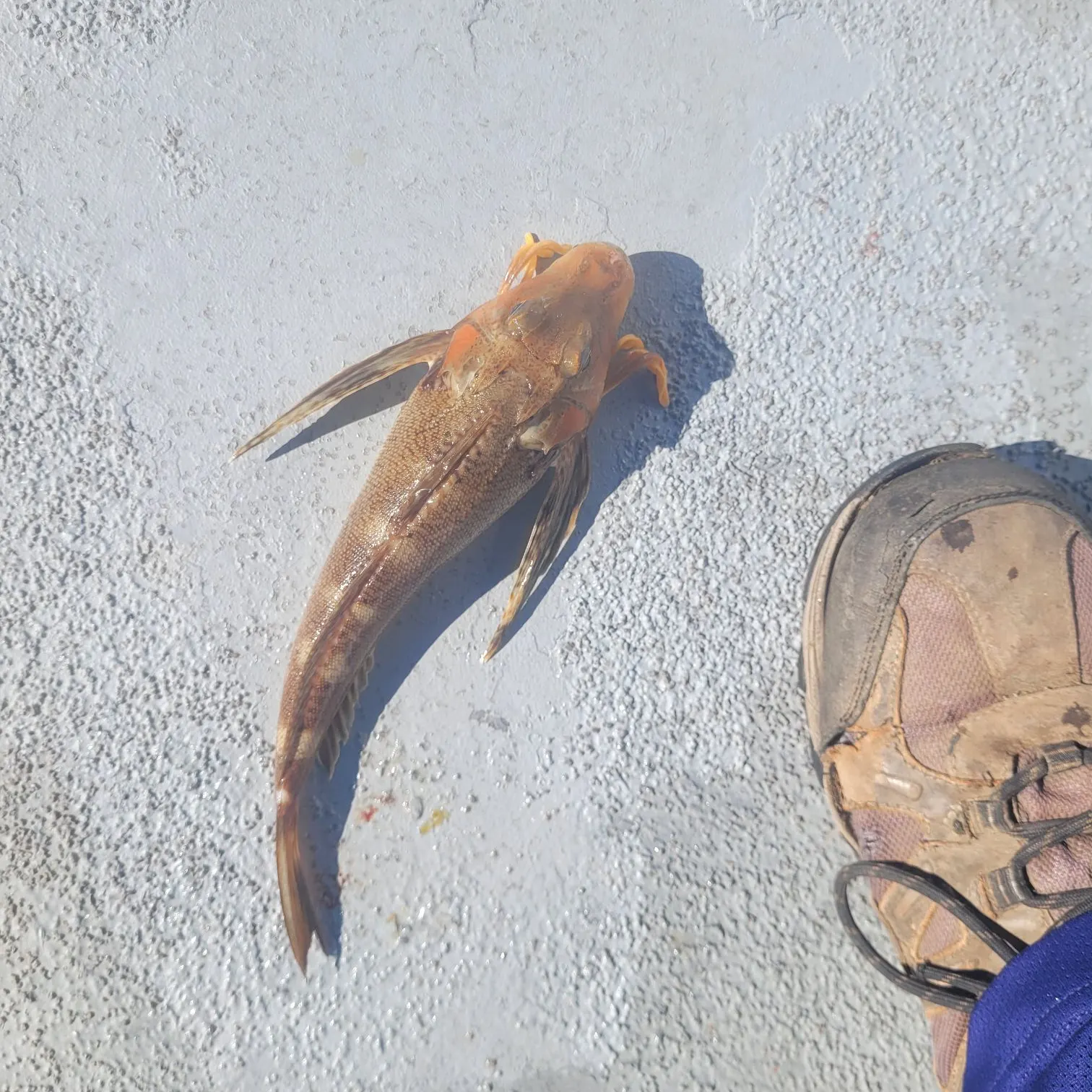 catch