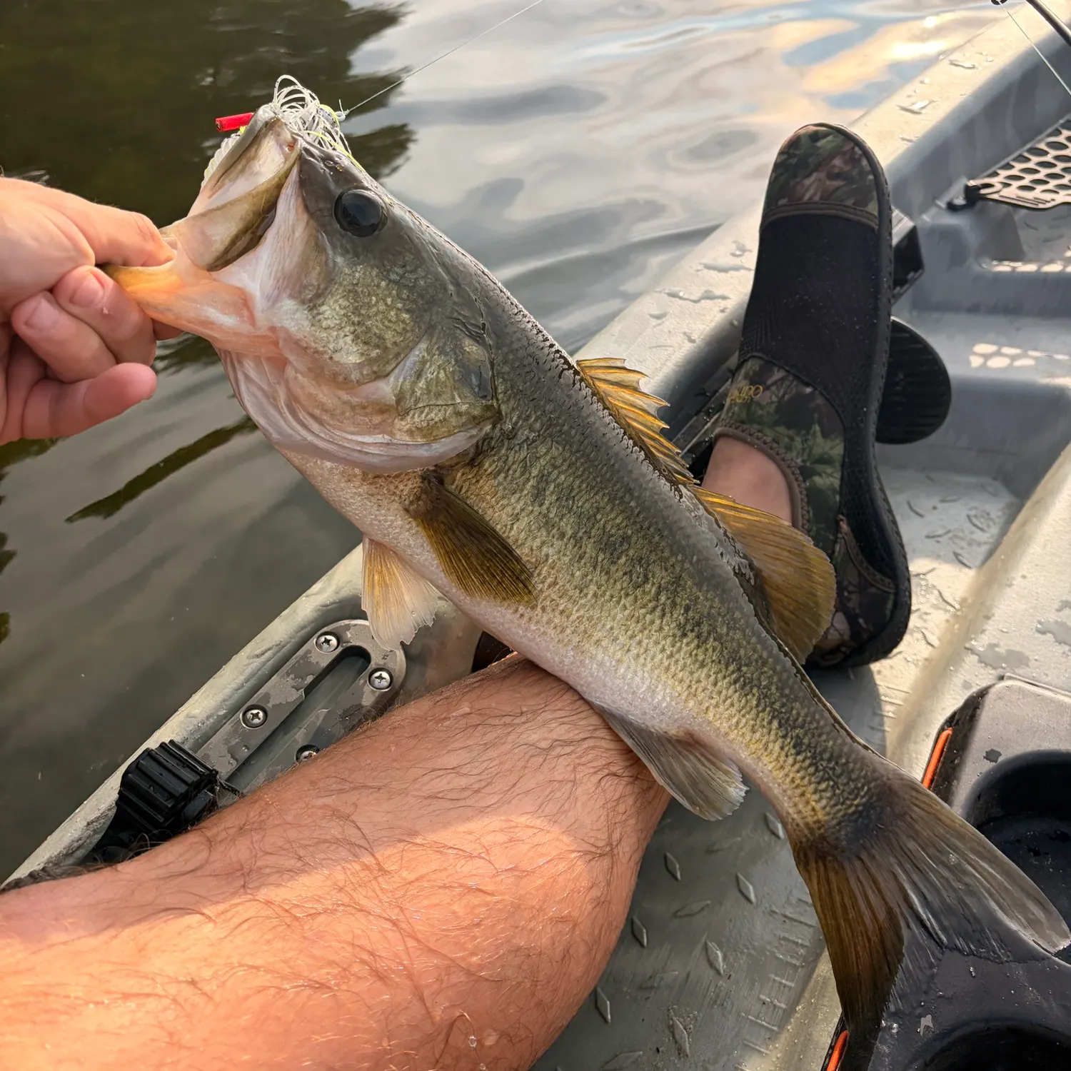 Largemouth bass caught on Fishbrain