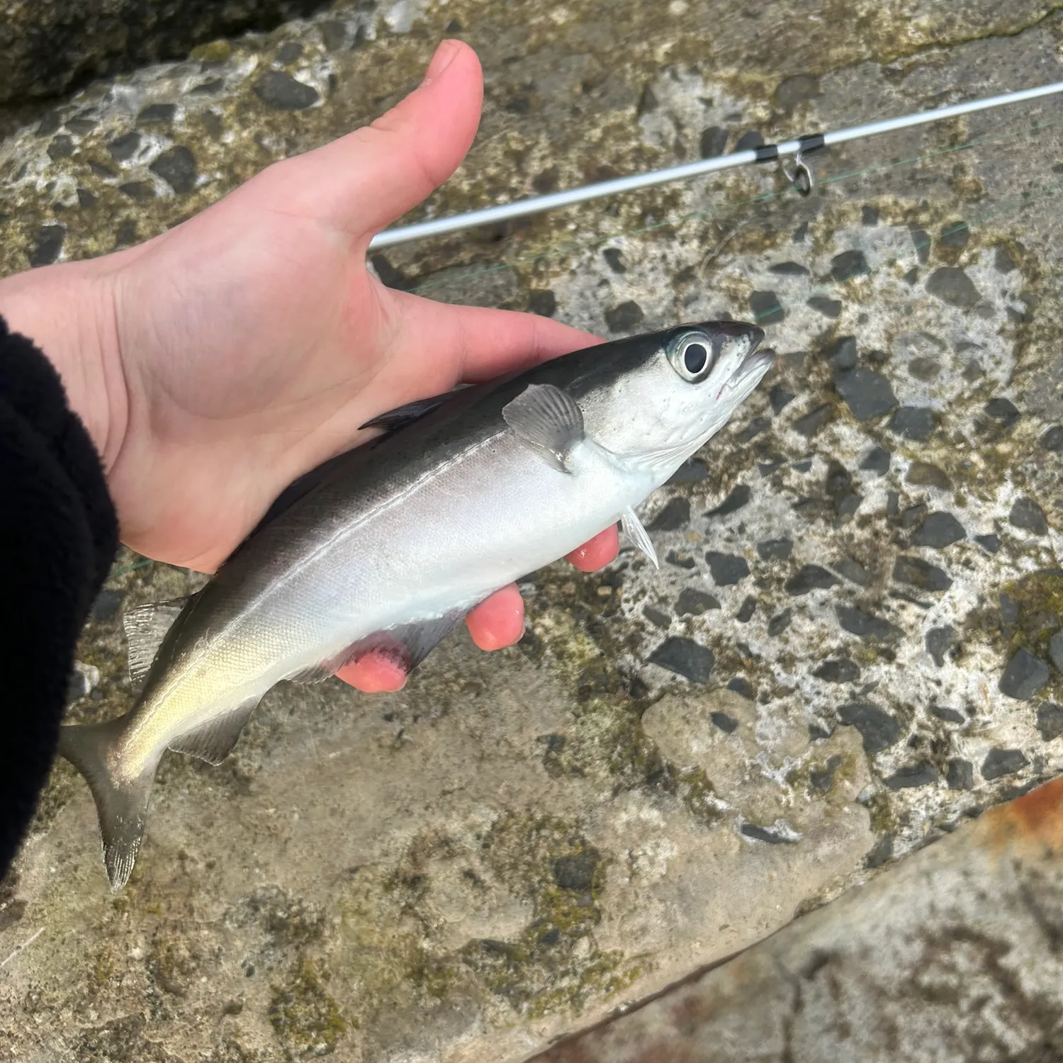 The most recent Atlantic pollock catches on Fishbrain
