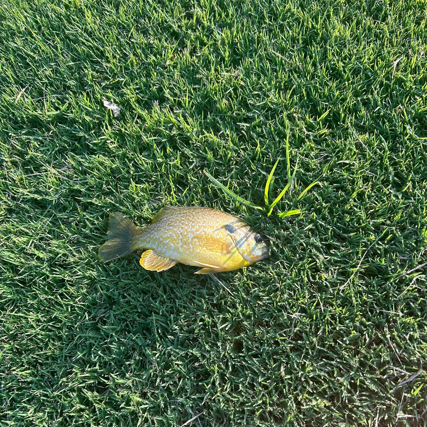 The most recent Bronze seabream catches on Fishbrain