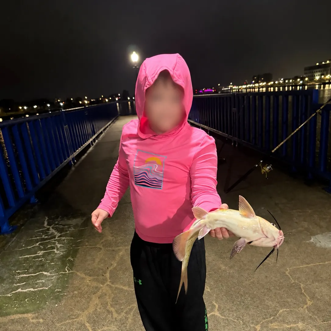 Channel catfish caught on Fishbrain