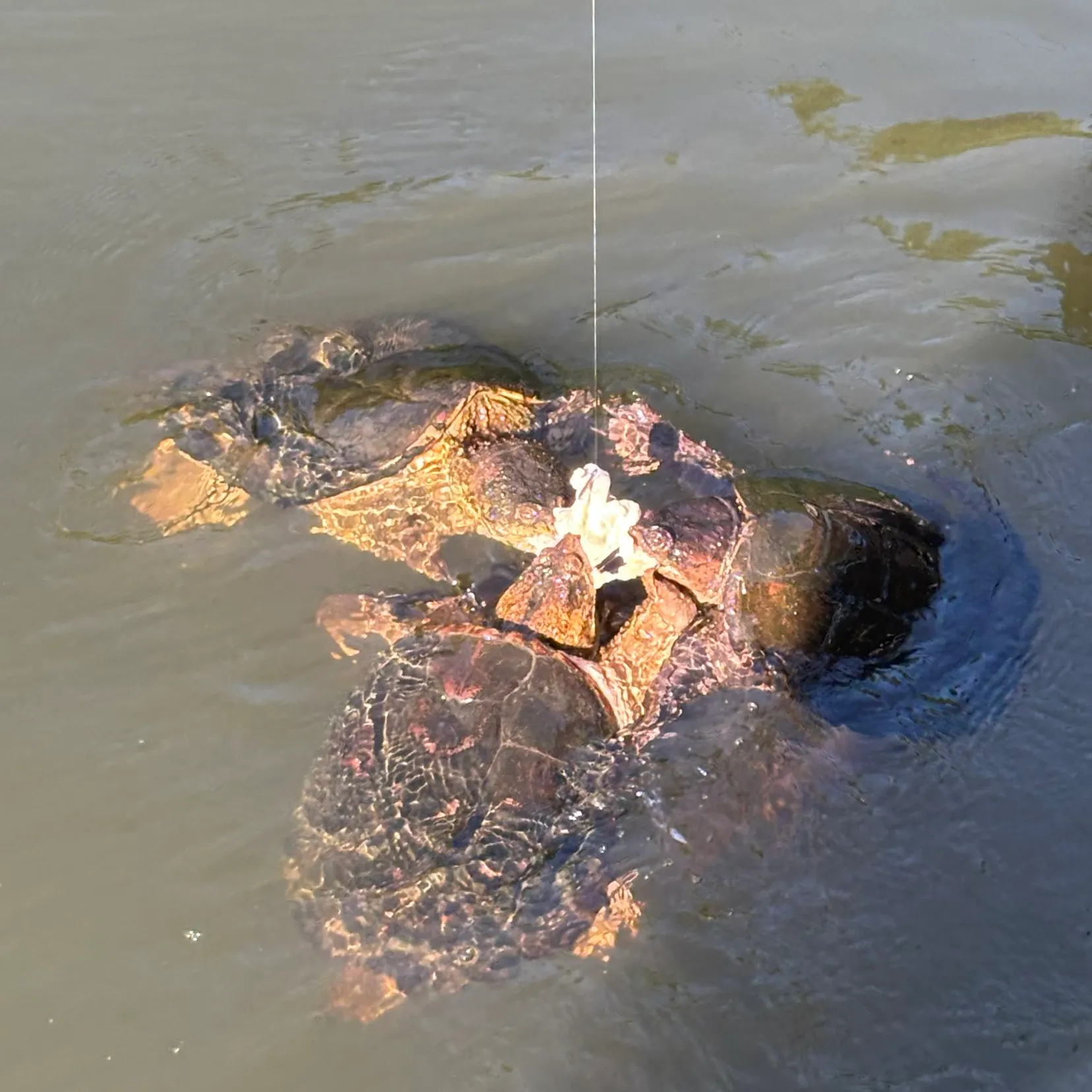 Common snapping turtle caught on Fishbrain