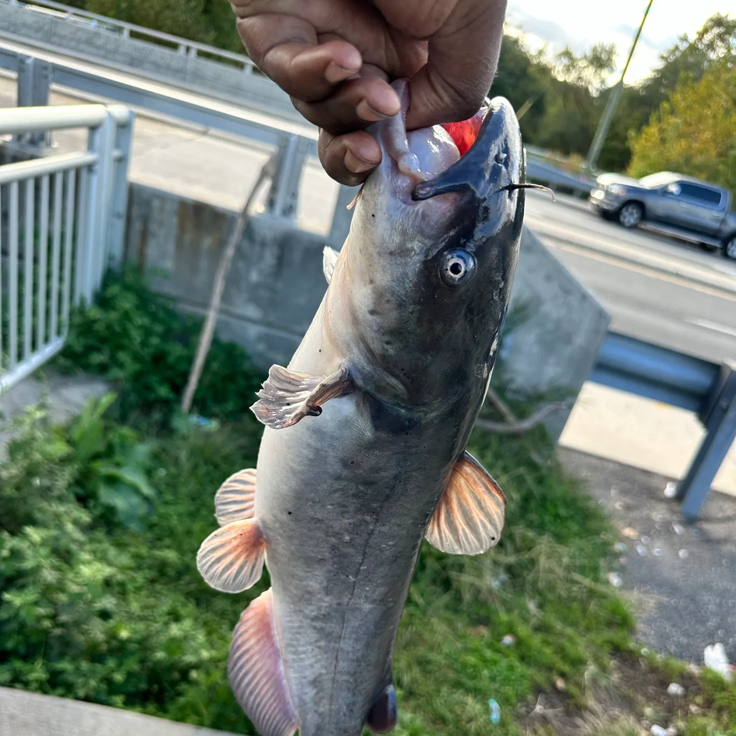 Channel catfish caught on Fishbrain