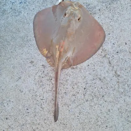 The most recent Common stingaree catches on Fishbrain