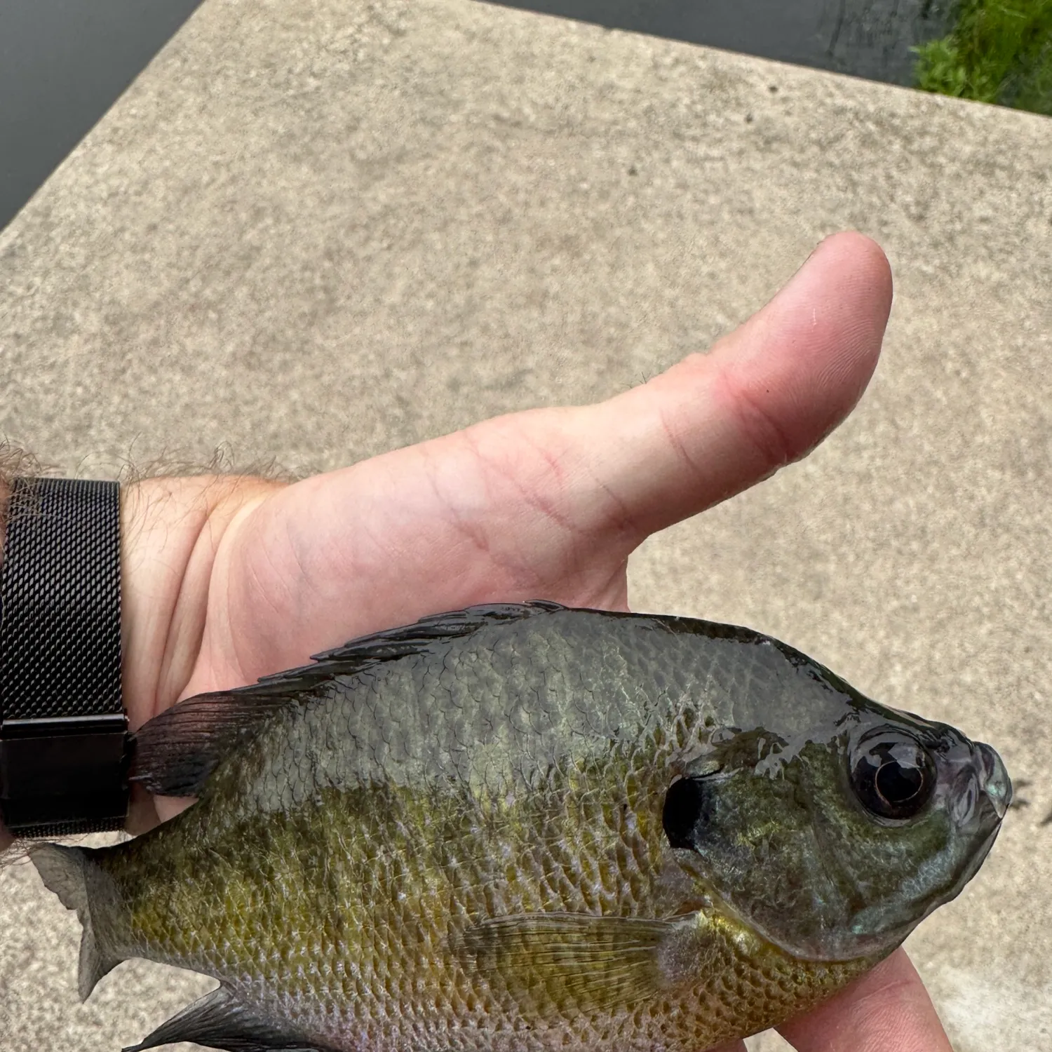 catch
