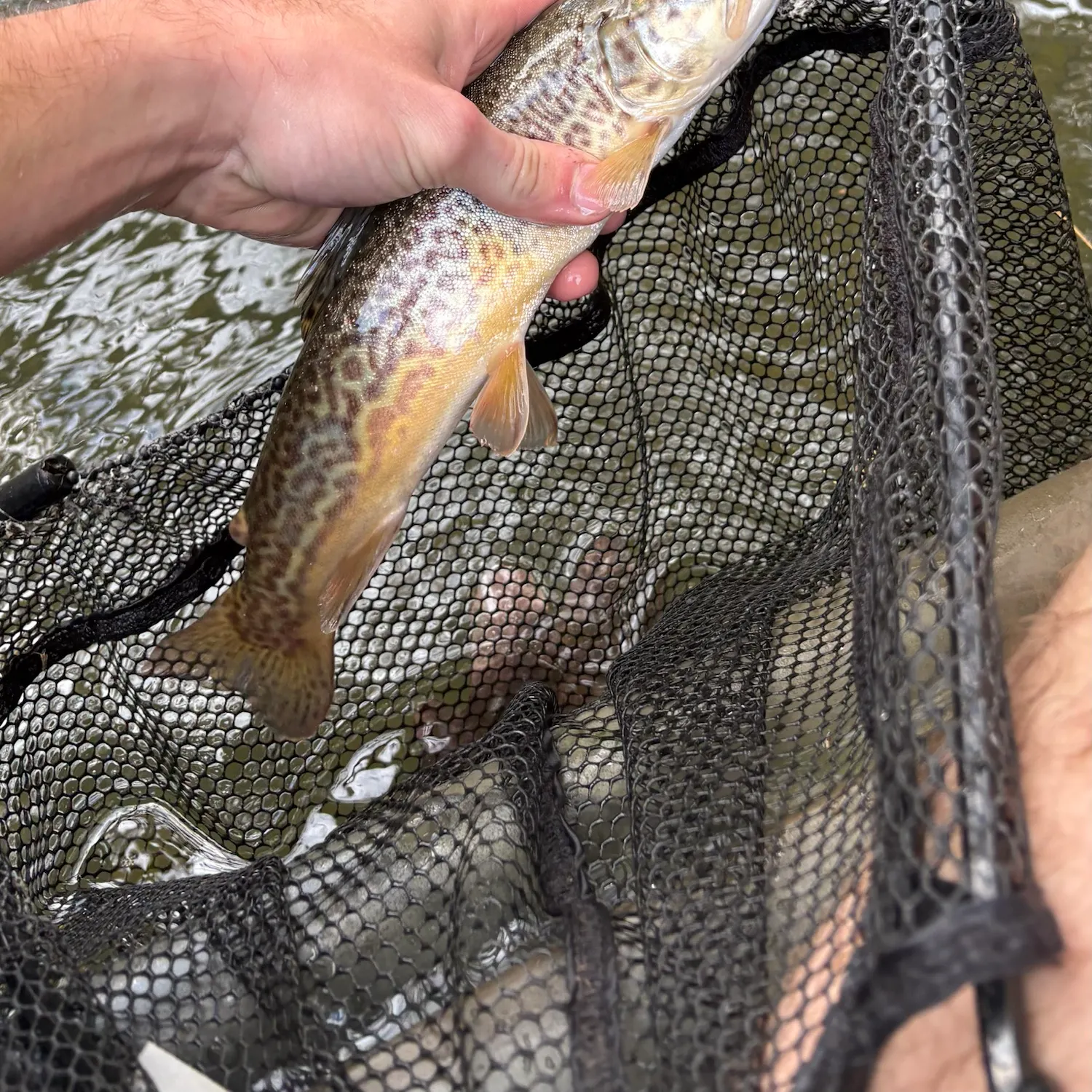 Tiger trout caught on Fishbrain