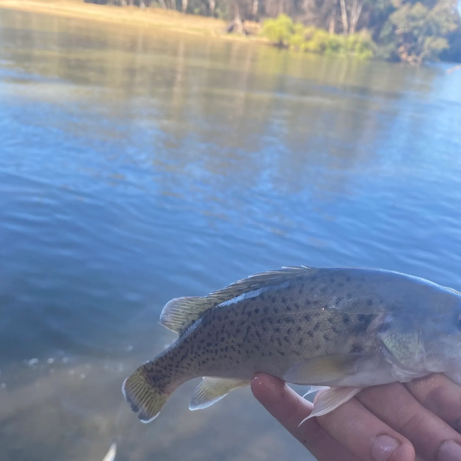 The most recent Trout cod catches on Fishbrain