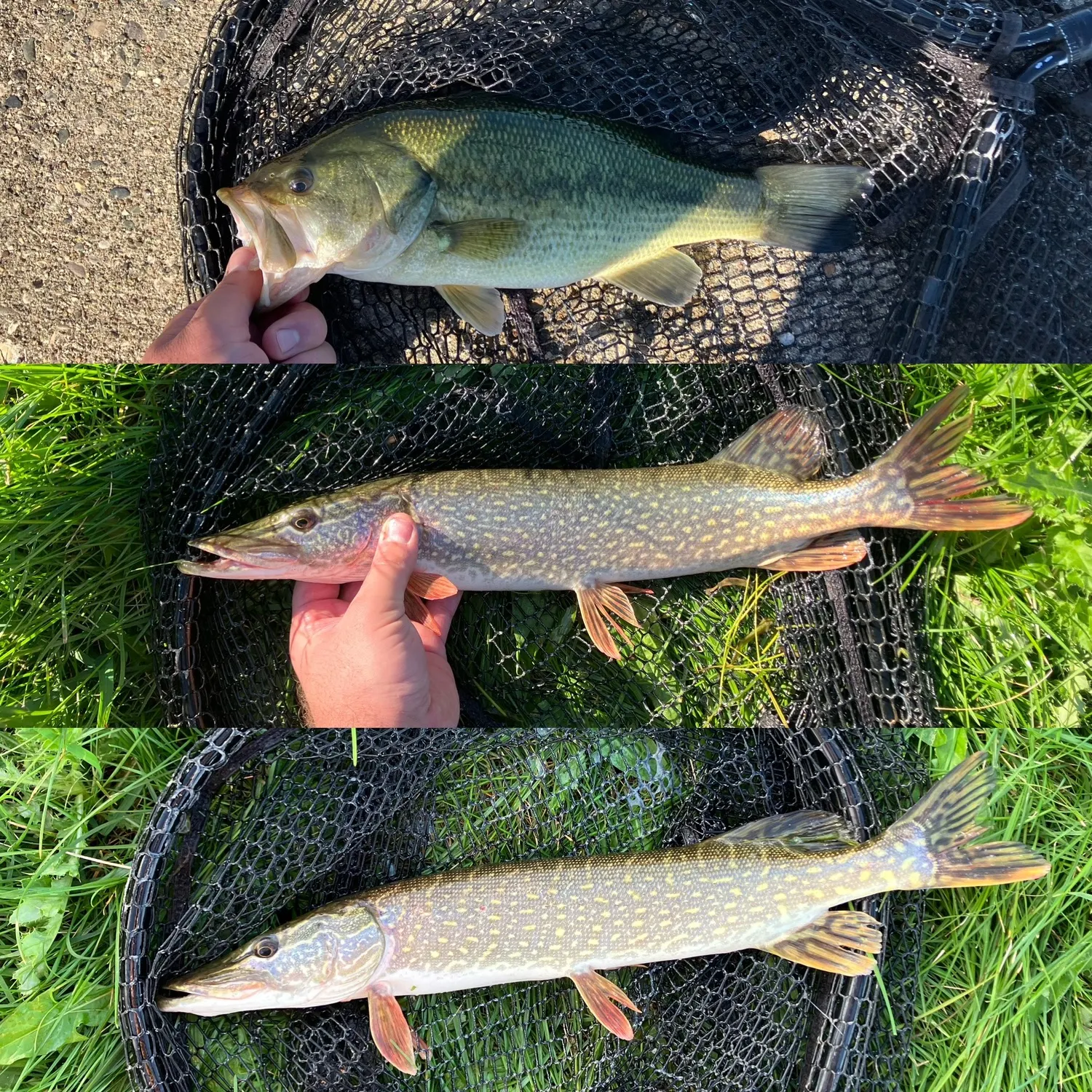 Northern pike caught on Fishbrain