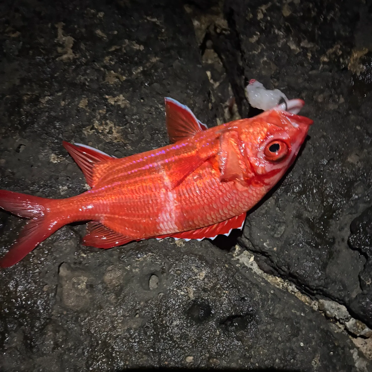 The most recent Sabre squirrelfish catches on Fishbrain