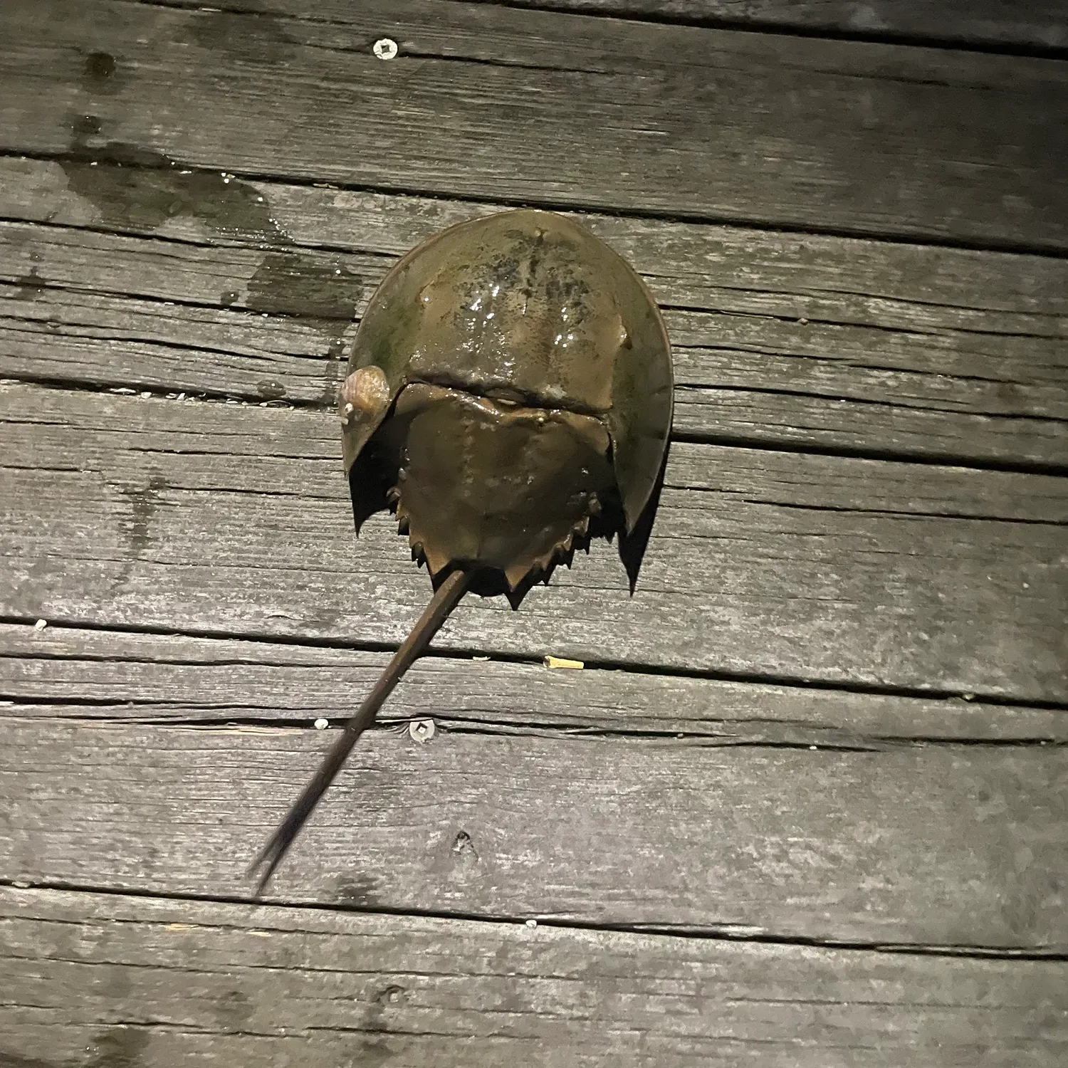The most recent Atlantic horseshoe crab catches on Fishbrain