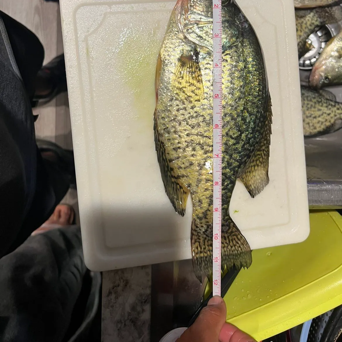Black crappie caught on Fishbrain