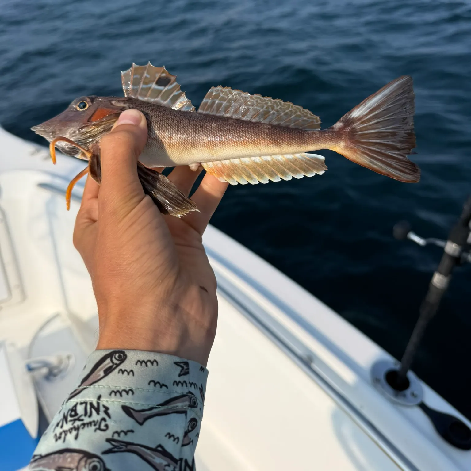 The most recent Northern searobin catches on Fishbrain