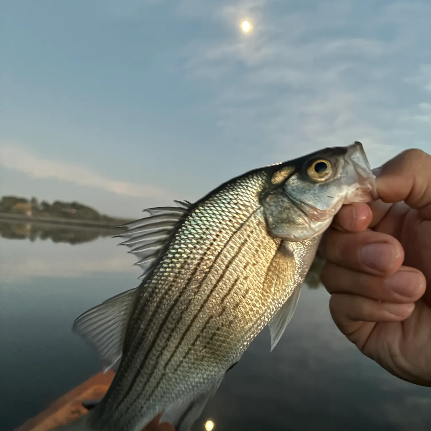 White bass caught on Fishbrain