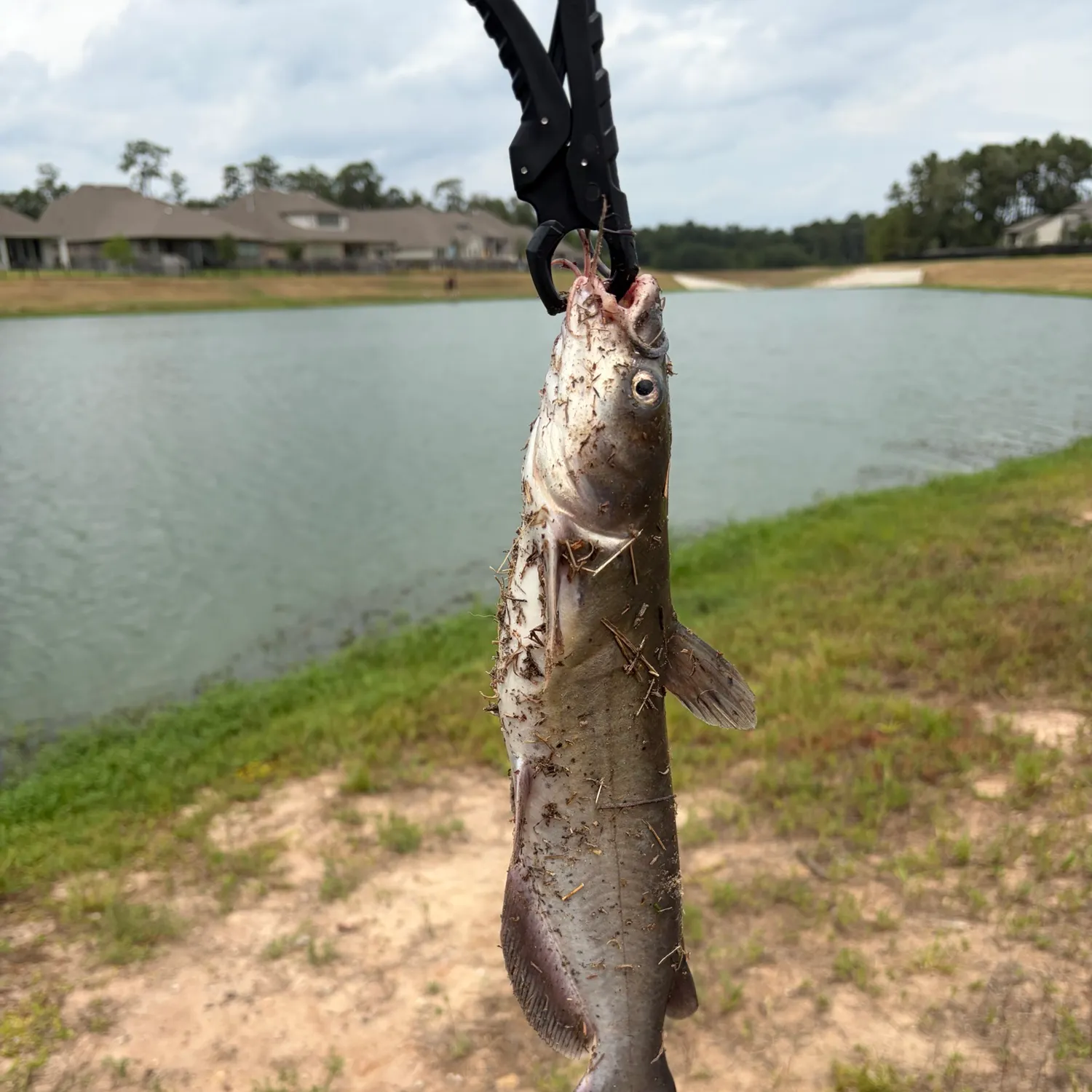 Channel catfish caught on Fishbrain