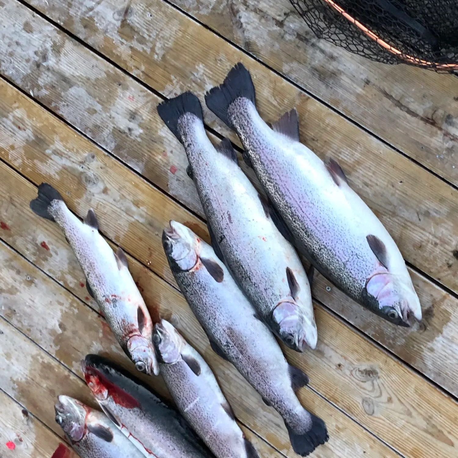 recently logged catches