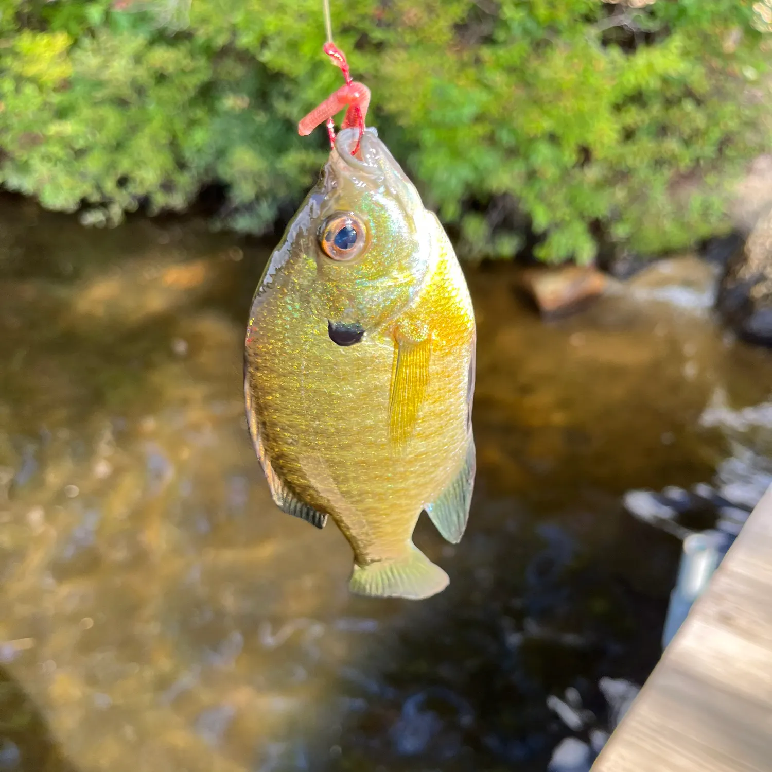 Bluegill caught on Fishbrain