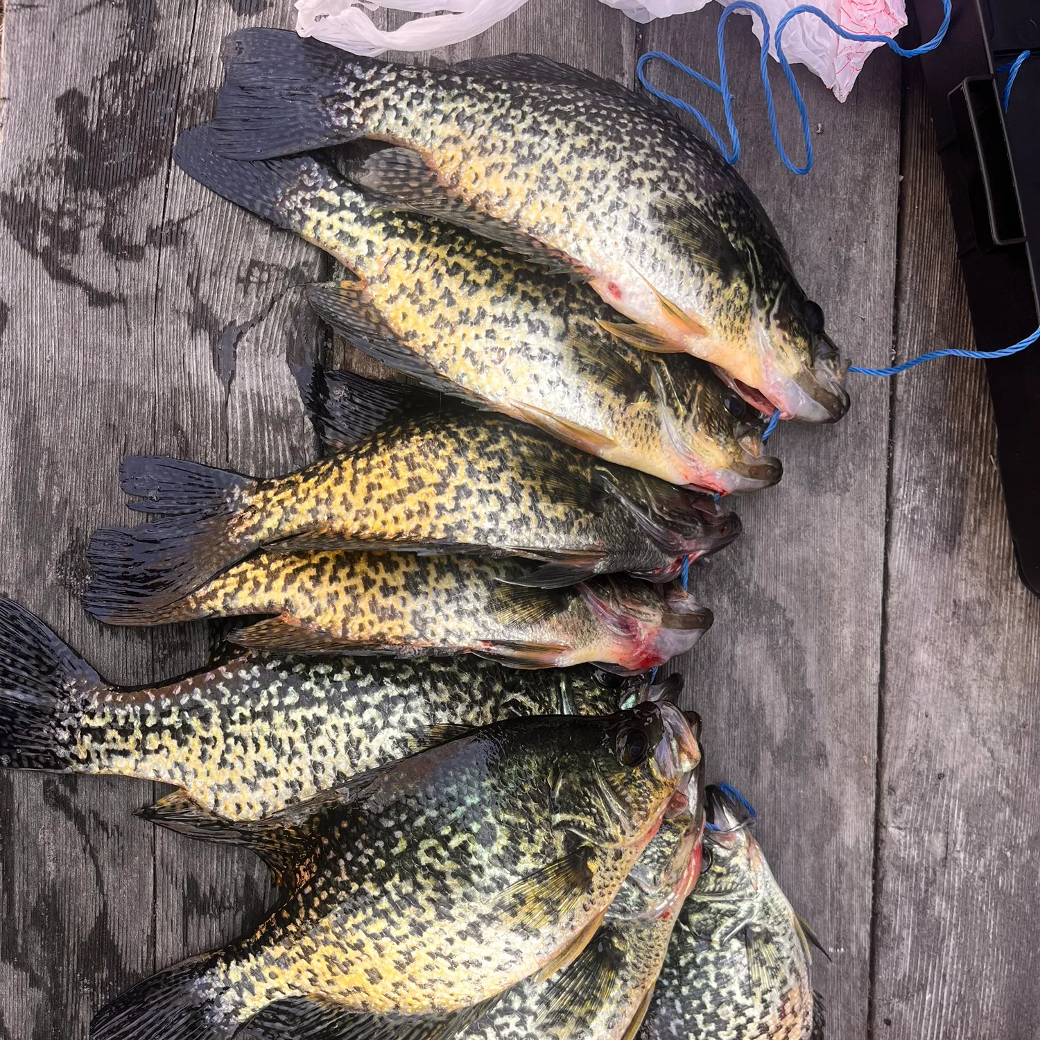 recently logged catches