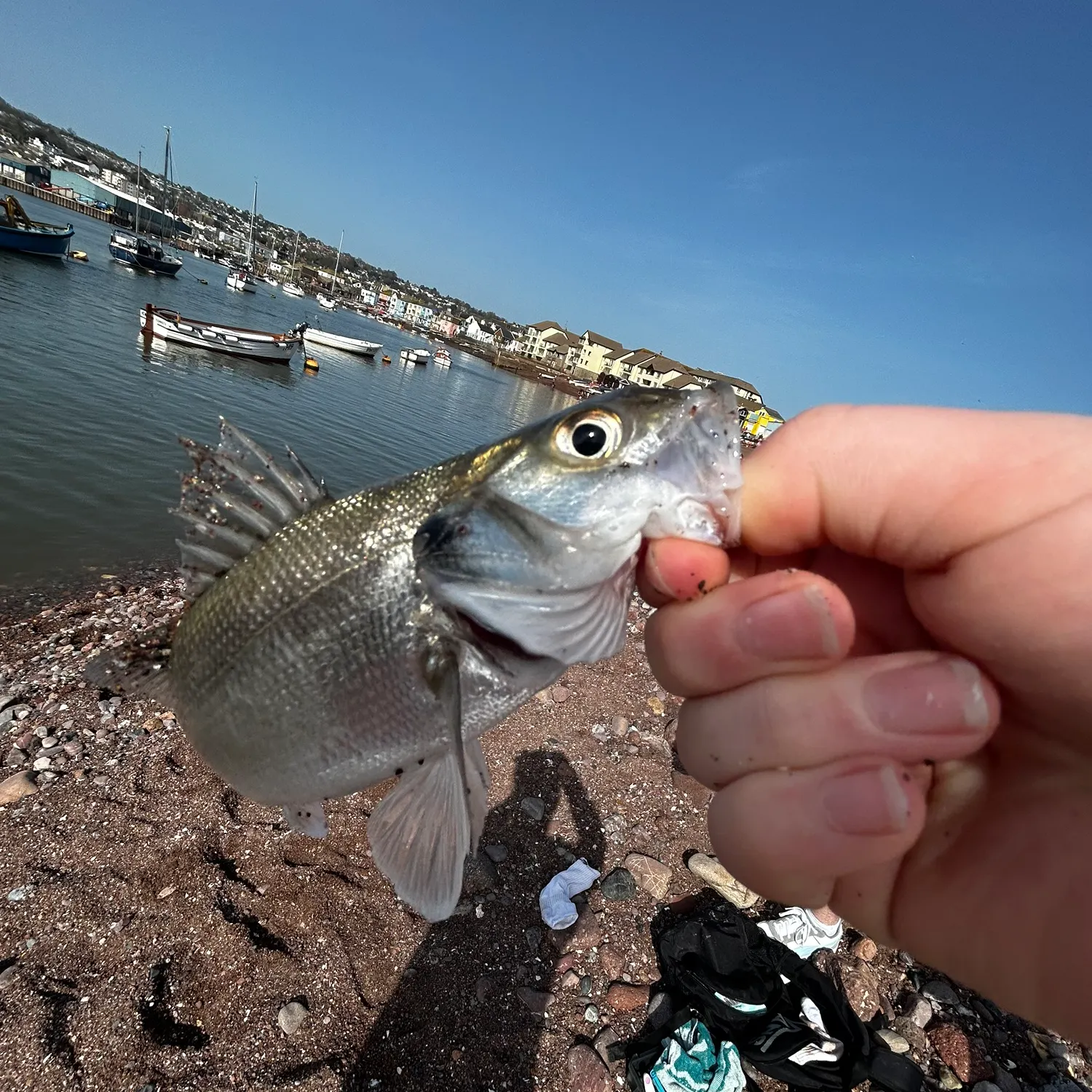 The most recent European seabass catches on Fishbrain