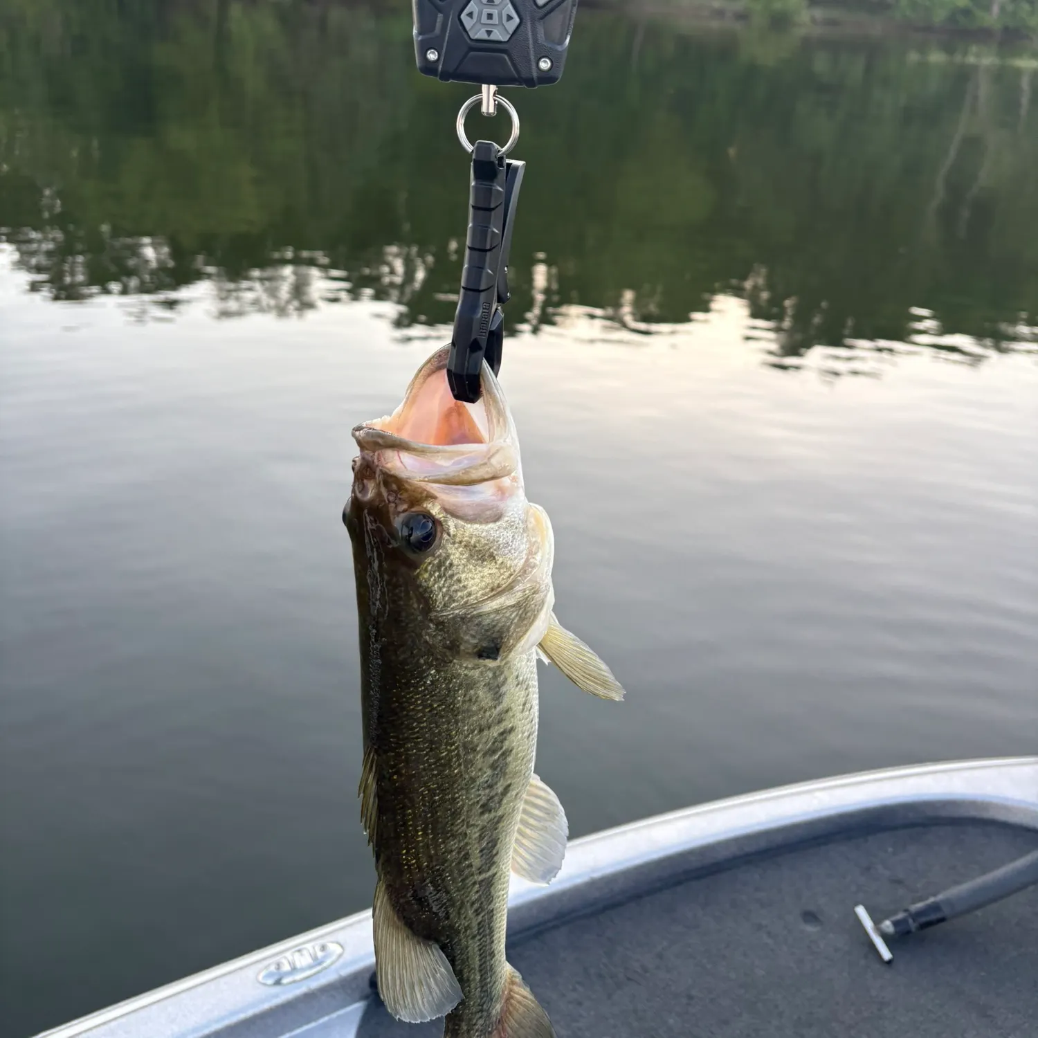 The most recent Largemouth bass catches on Fishbrain