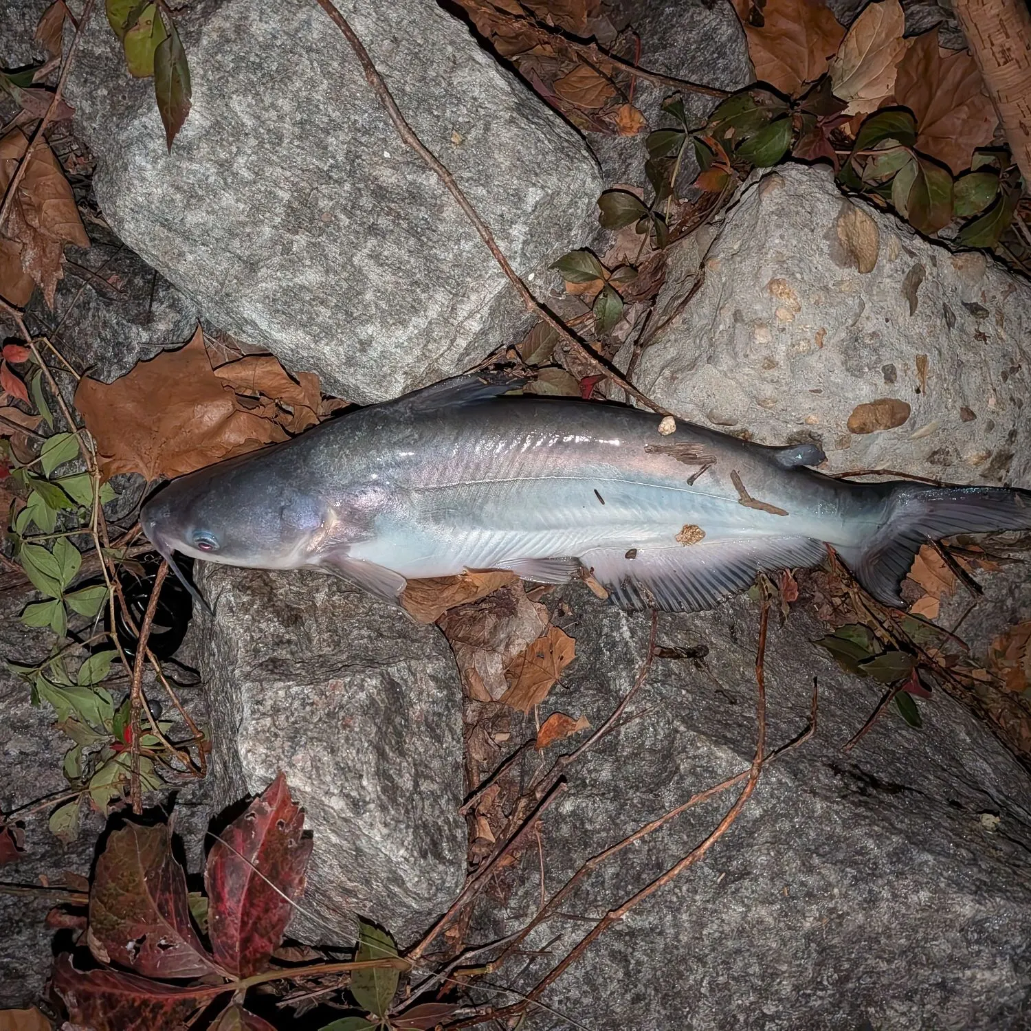 Blue catfish caught on Fishbrain