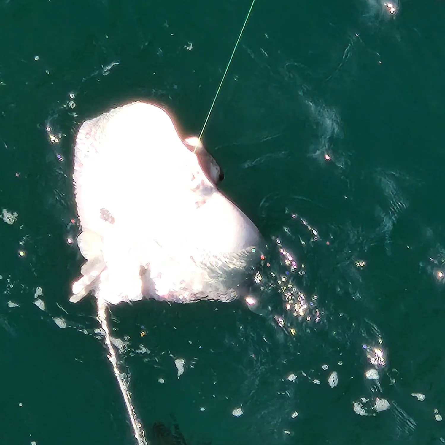 The most recent Bat eagle ray catches on Fishbrain
