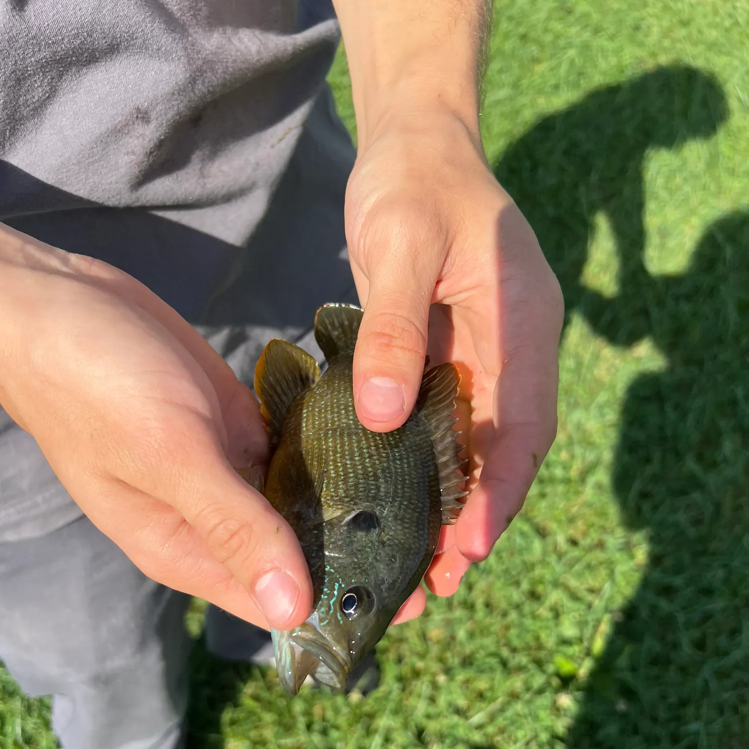 Green sunfish caught on Fishbrain