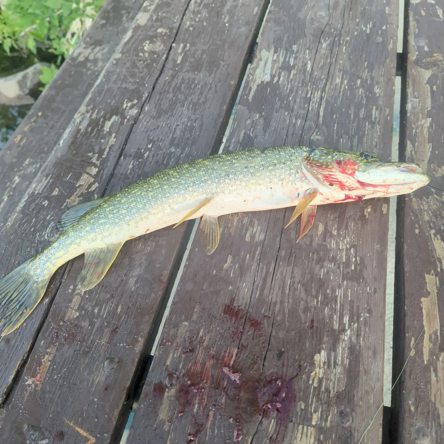 catch