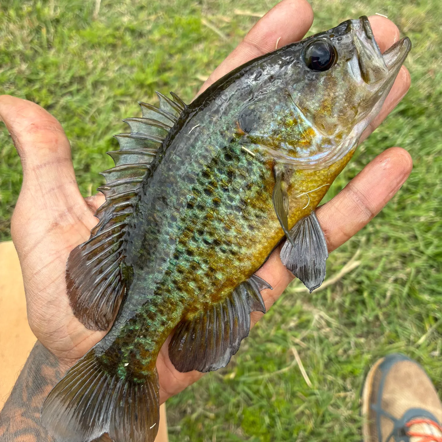 The most recent Redear sunfish catches on Fishbrain