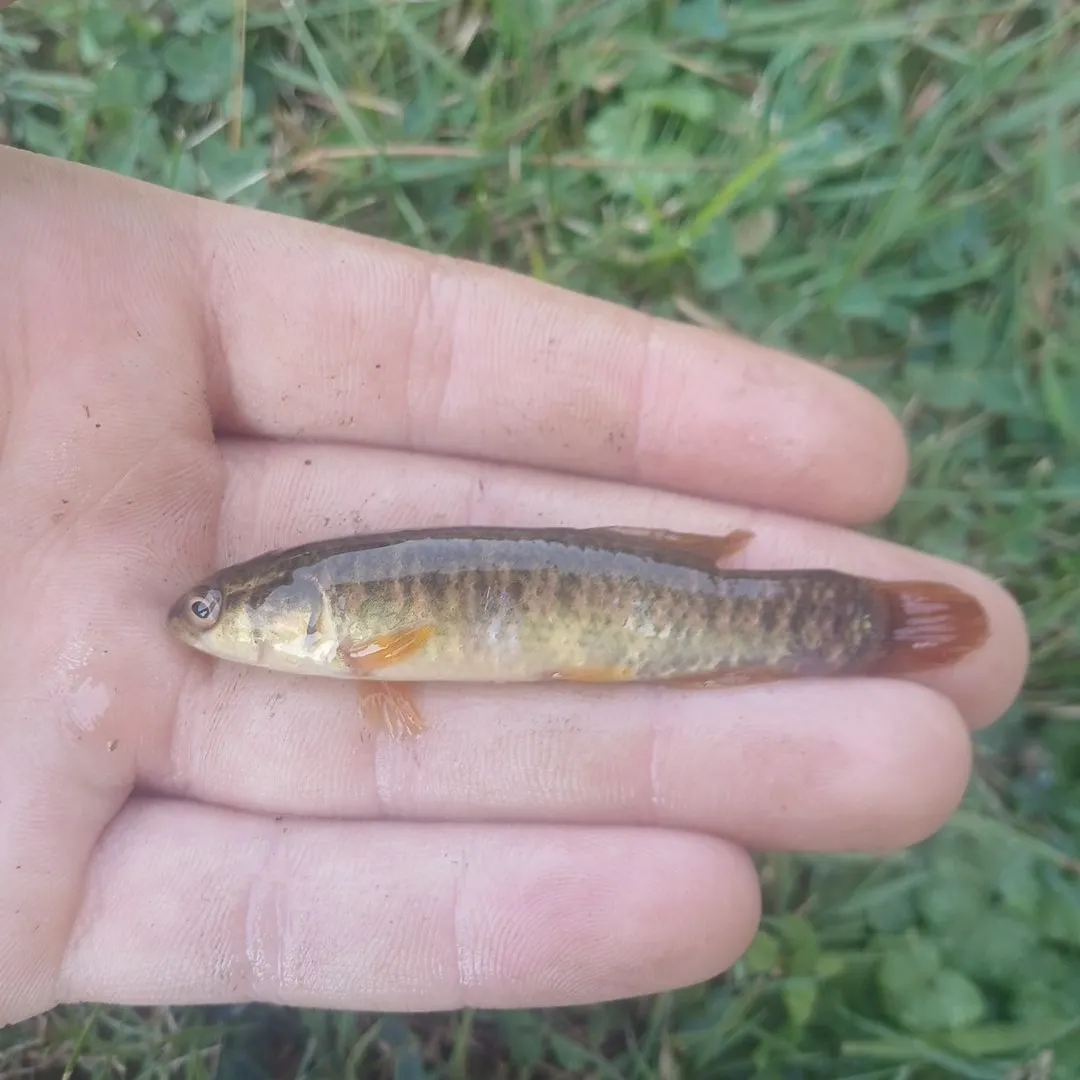 The most recent Eastern mudminnow catches on Fishbrain