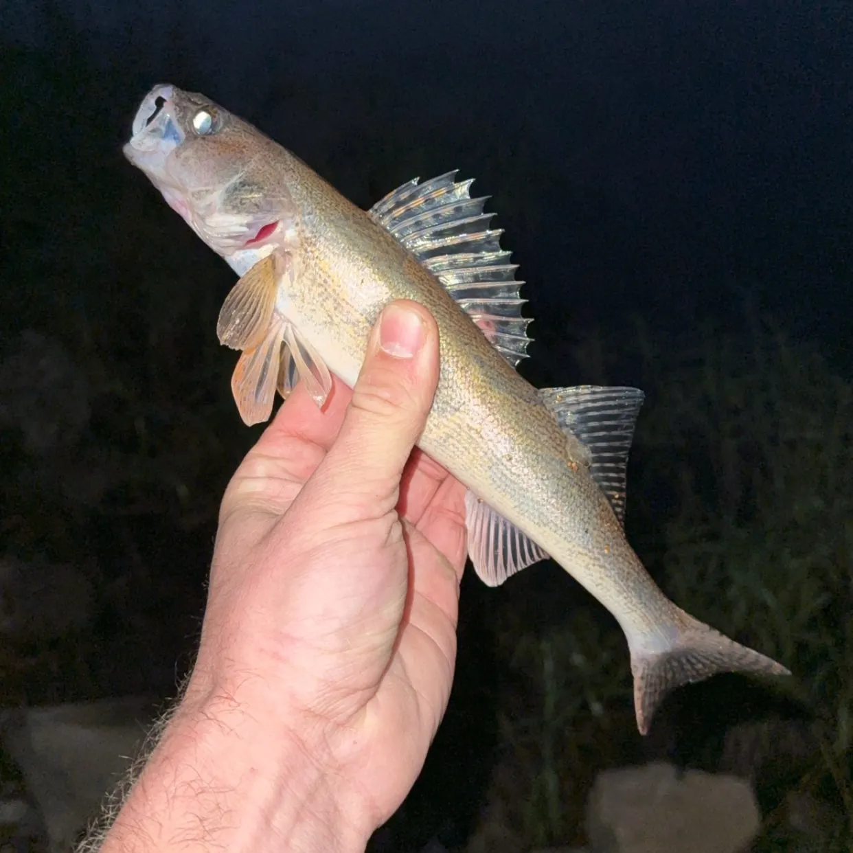 The most recent Sauger catches on Fishbrain