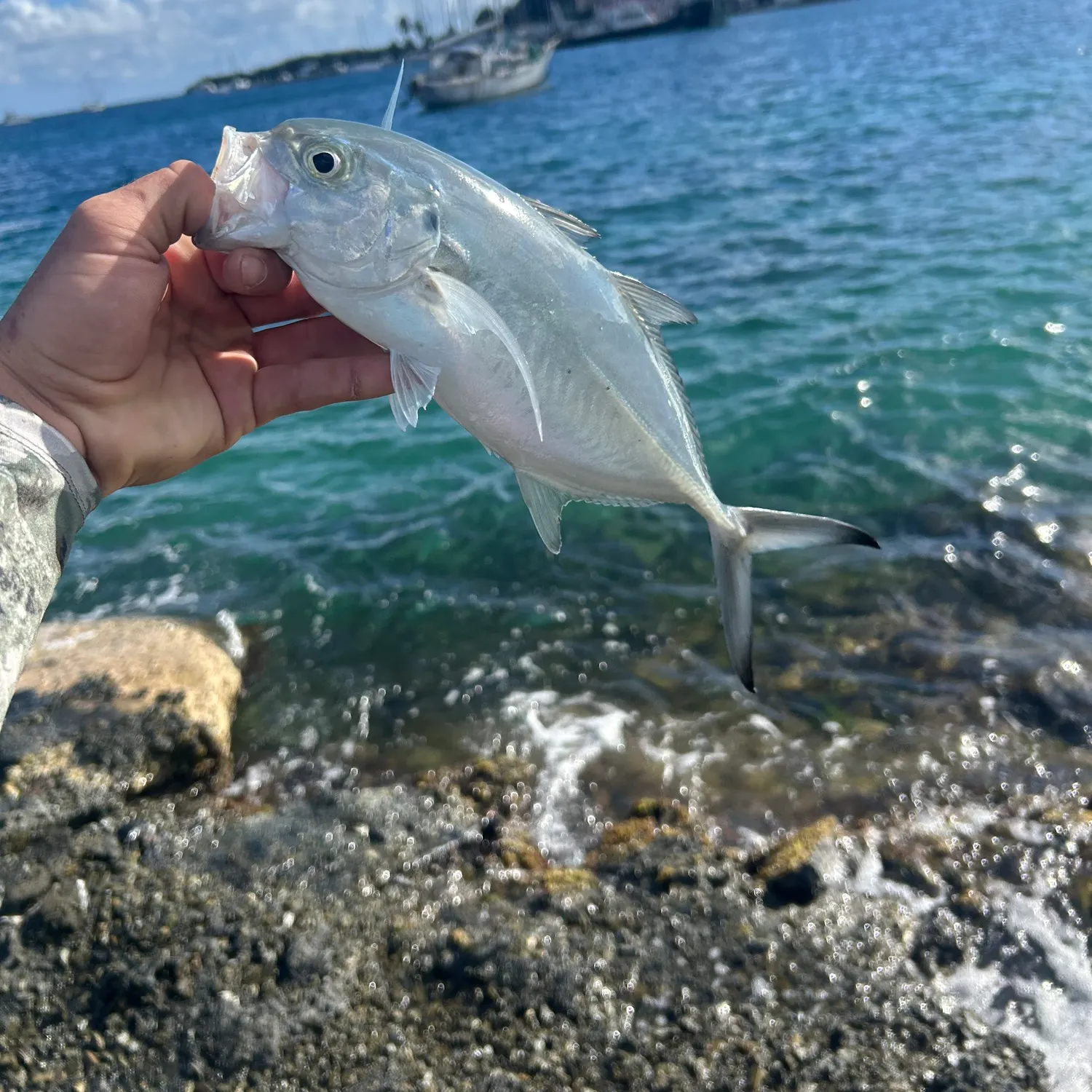 The most recent Blue runner catches on Fishbrain
