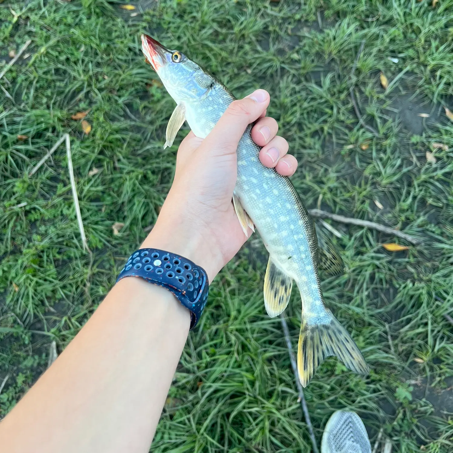 Northern pike caught on Fishbrain