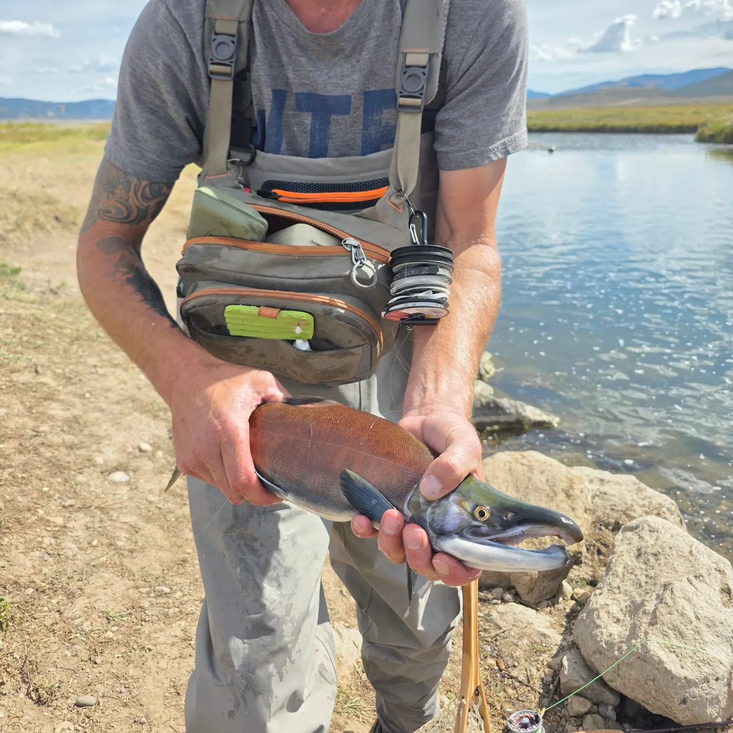 Kokanee salmon caught on Fishbrain