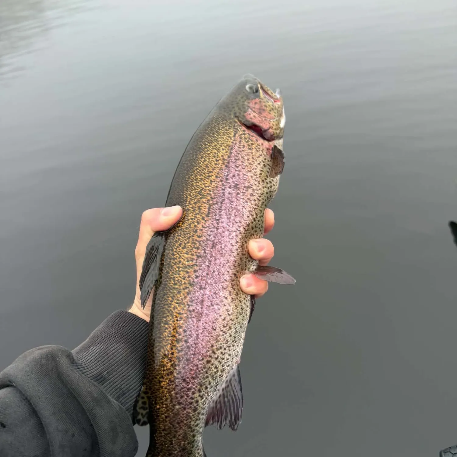 Rainbow trout caught on Fishbrain