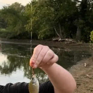 Bluegill caught on Fishbrain
