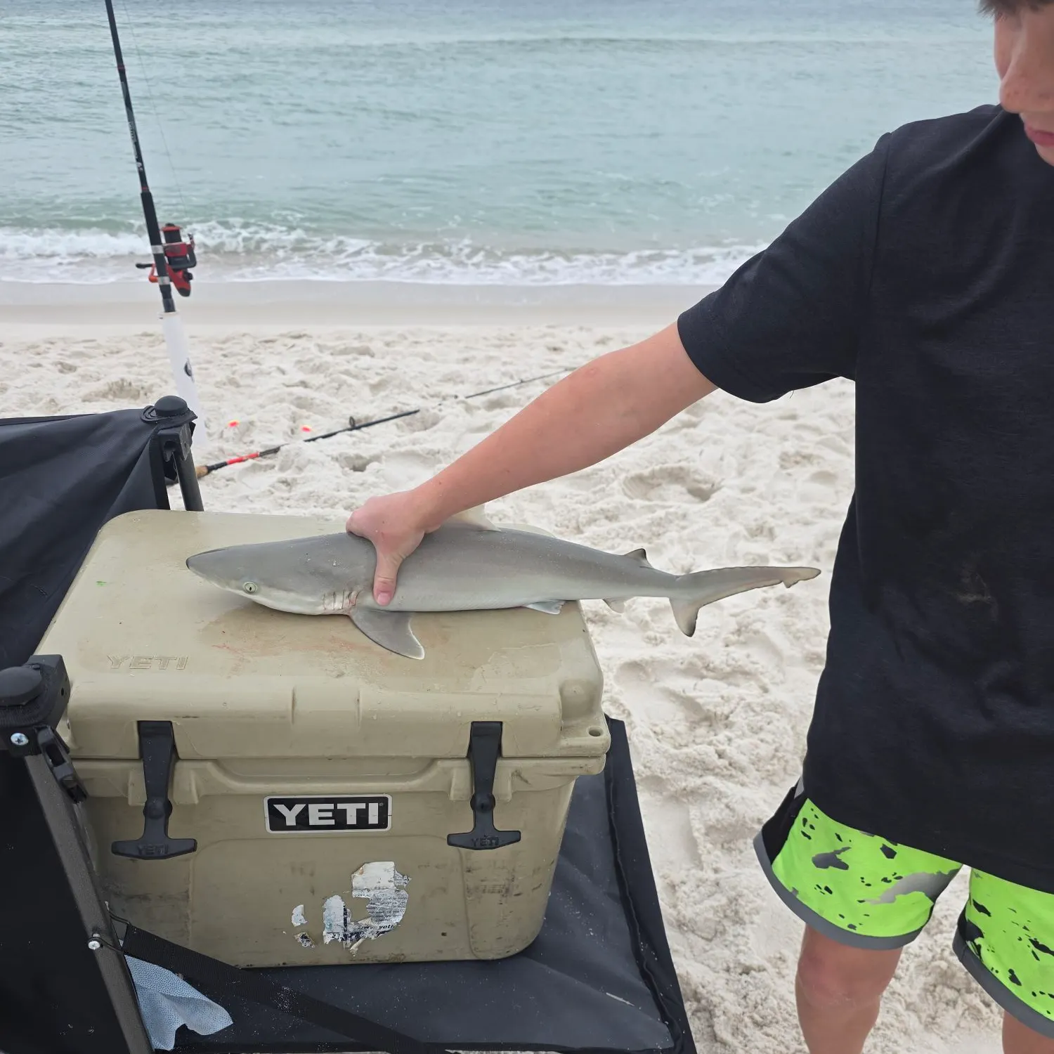 Atlantic sharpnose shark caught on Fishbrain