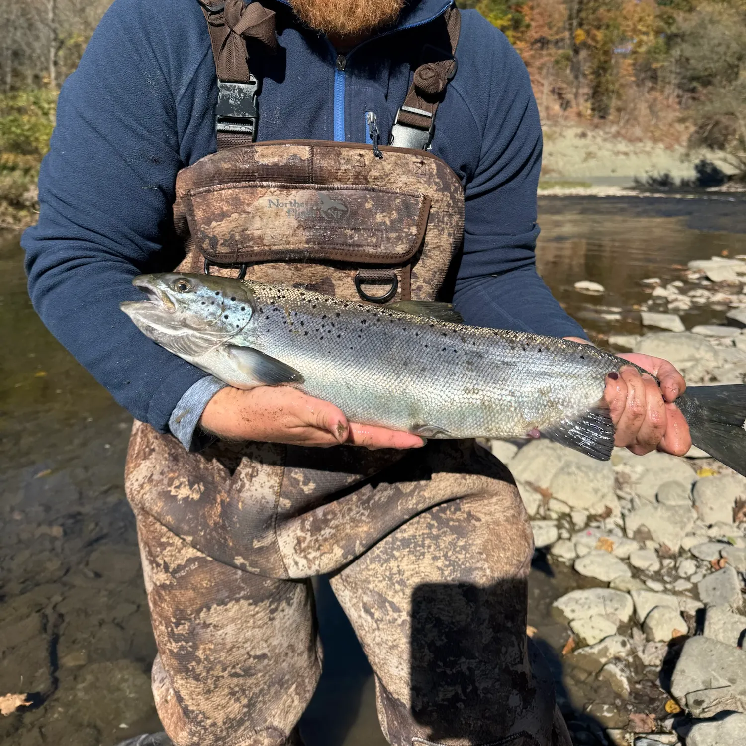 Atlantic salmon caught on Fishbrain