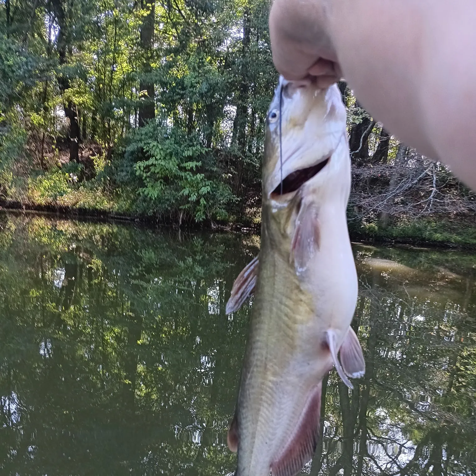 Channel catfish caught on Fishbrain