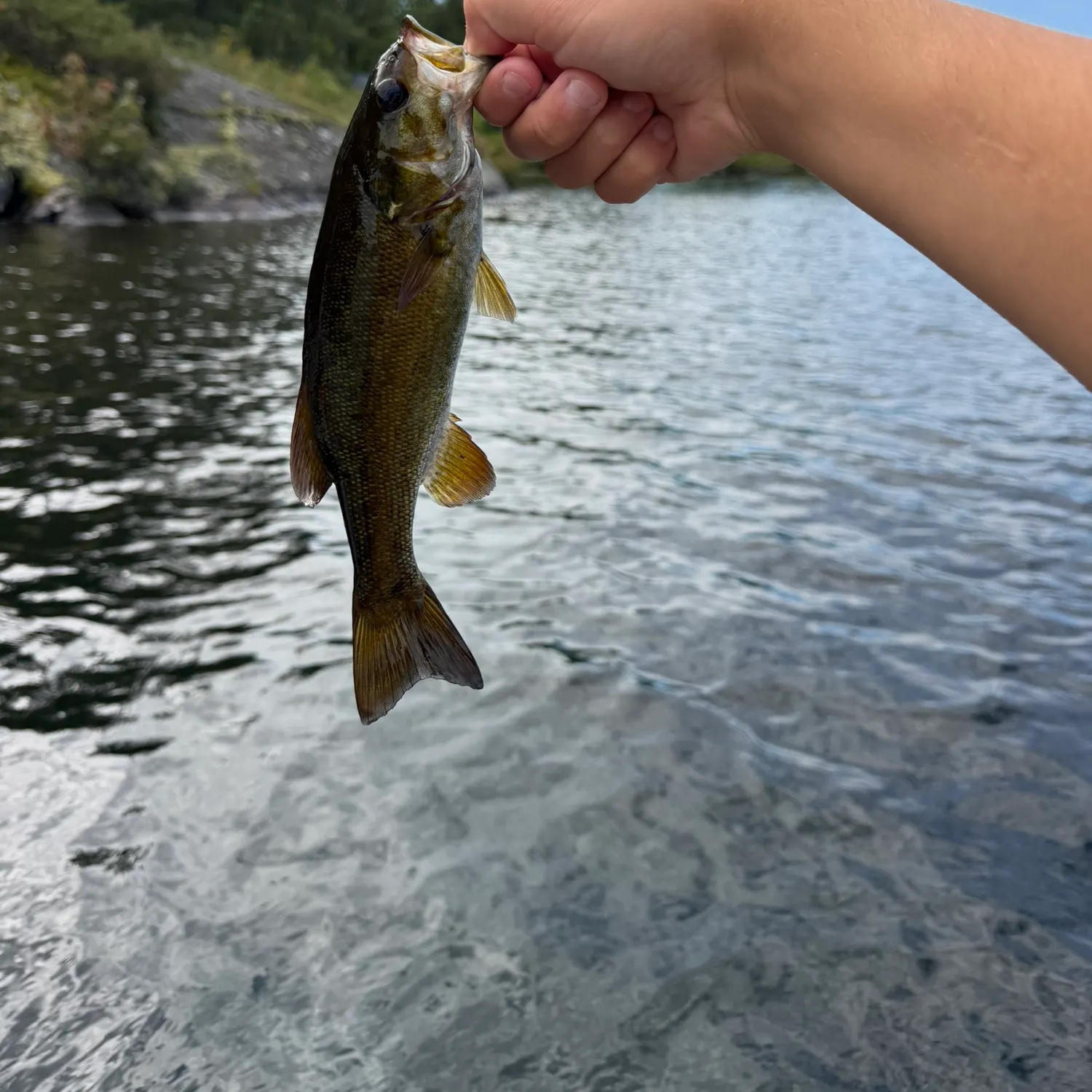 Smallmouth bass caught on Fishbrain