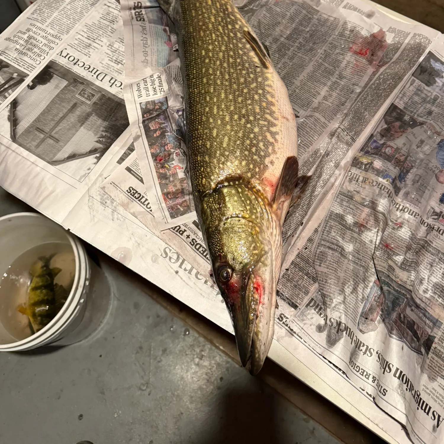 recently logged catches