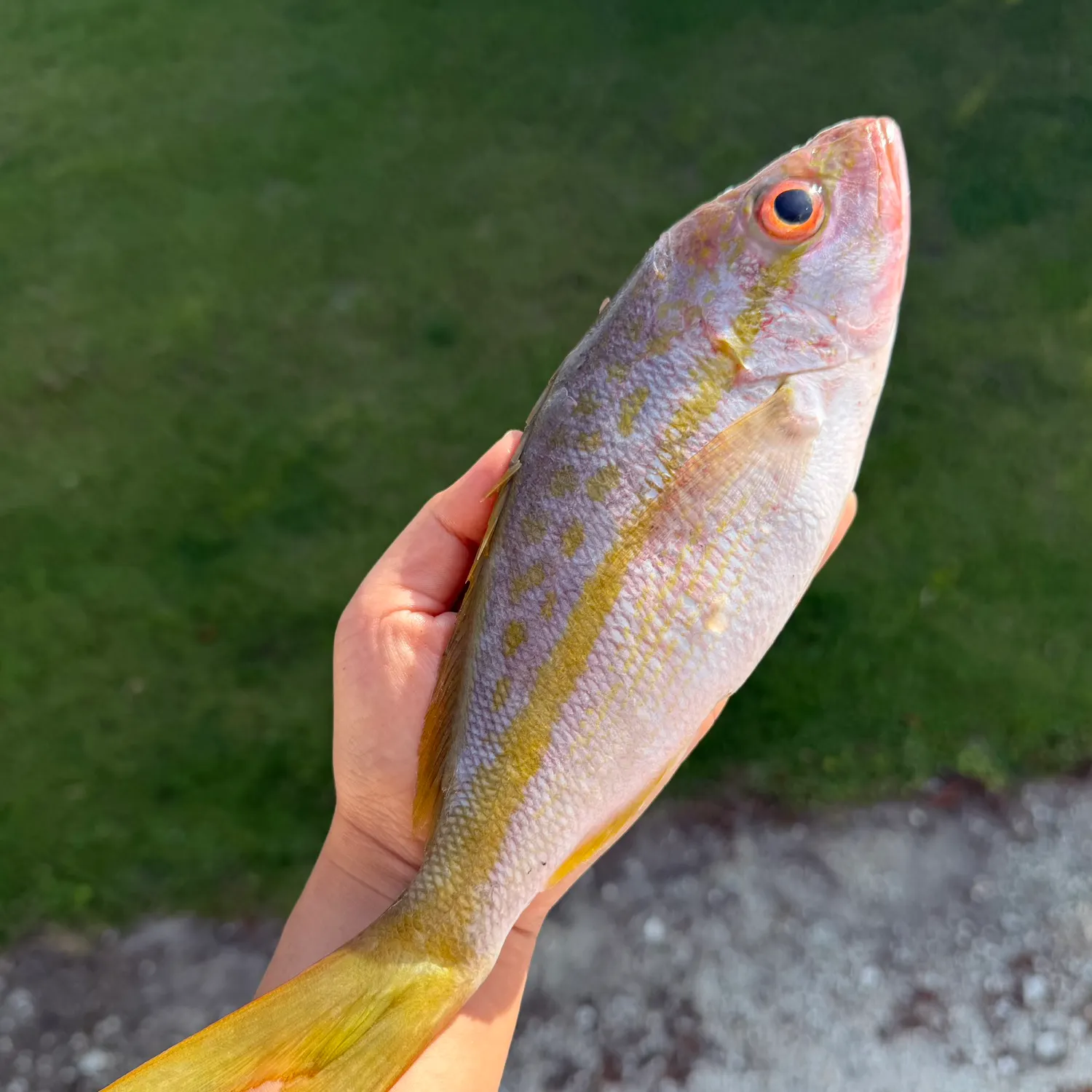 The most recent Yellowtail snapper catches on Fishbrain