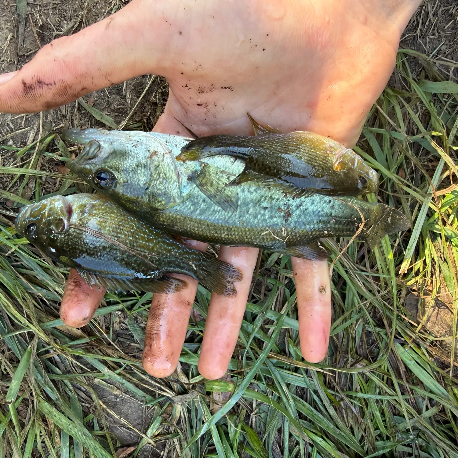 Fish caught on Fishbrain