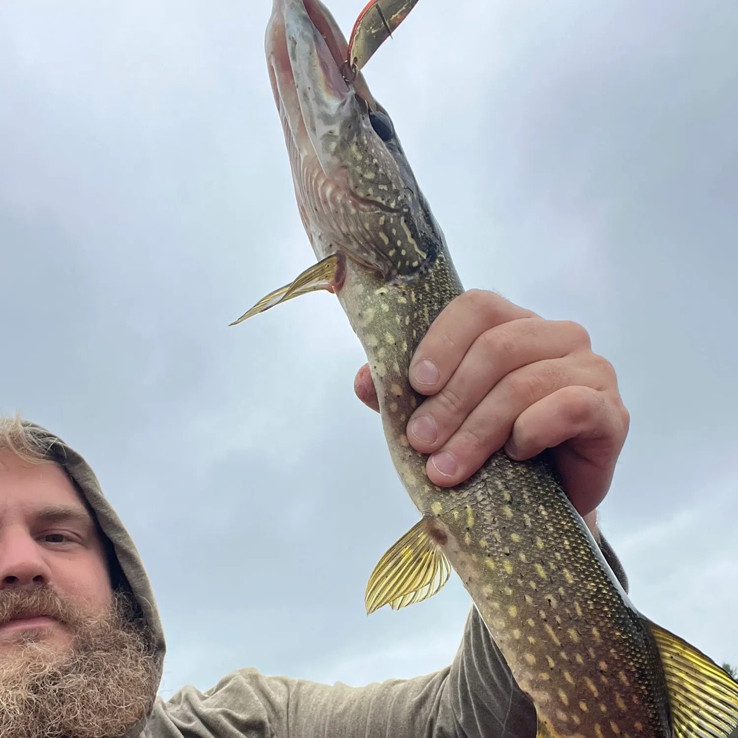 Northern pike caught on Fishbrain