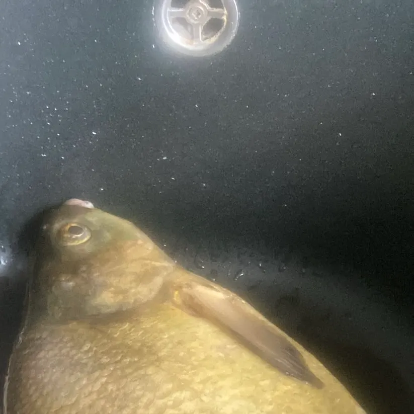 Common bream caught on Fishbrain