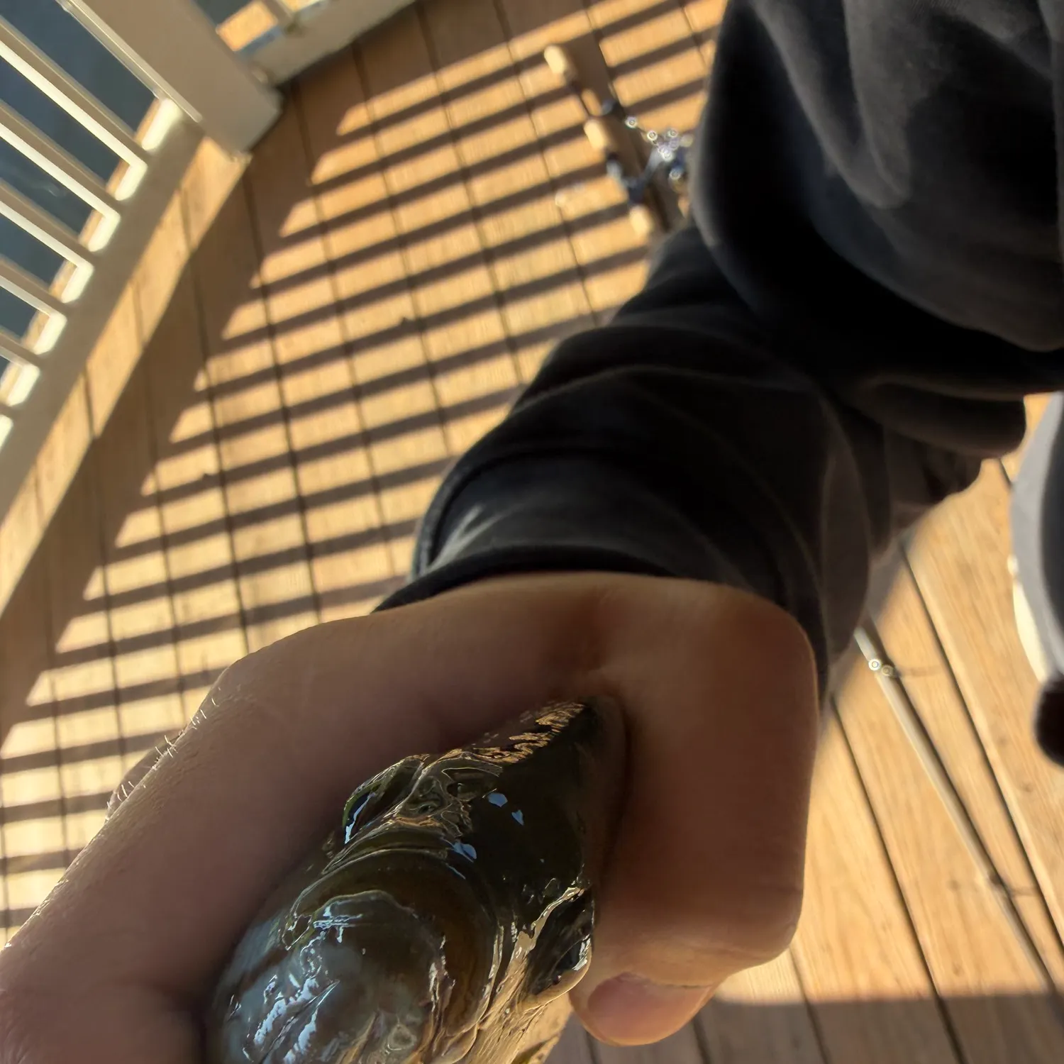 The most recent Northern snakehead catches on Fishbrain