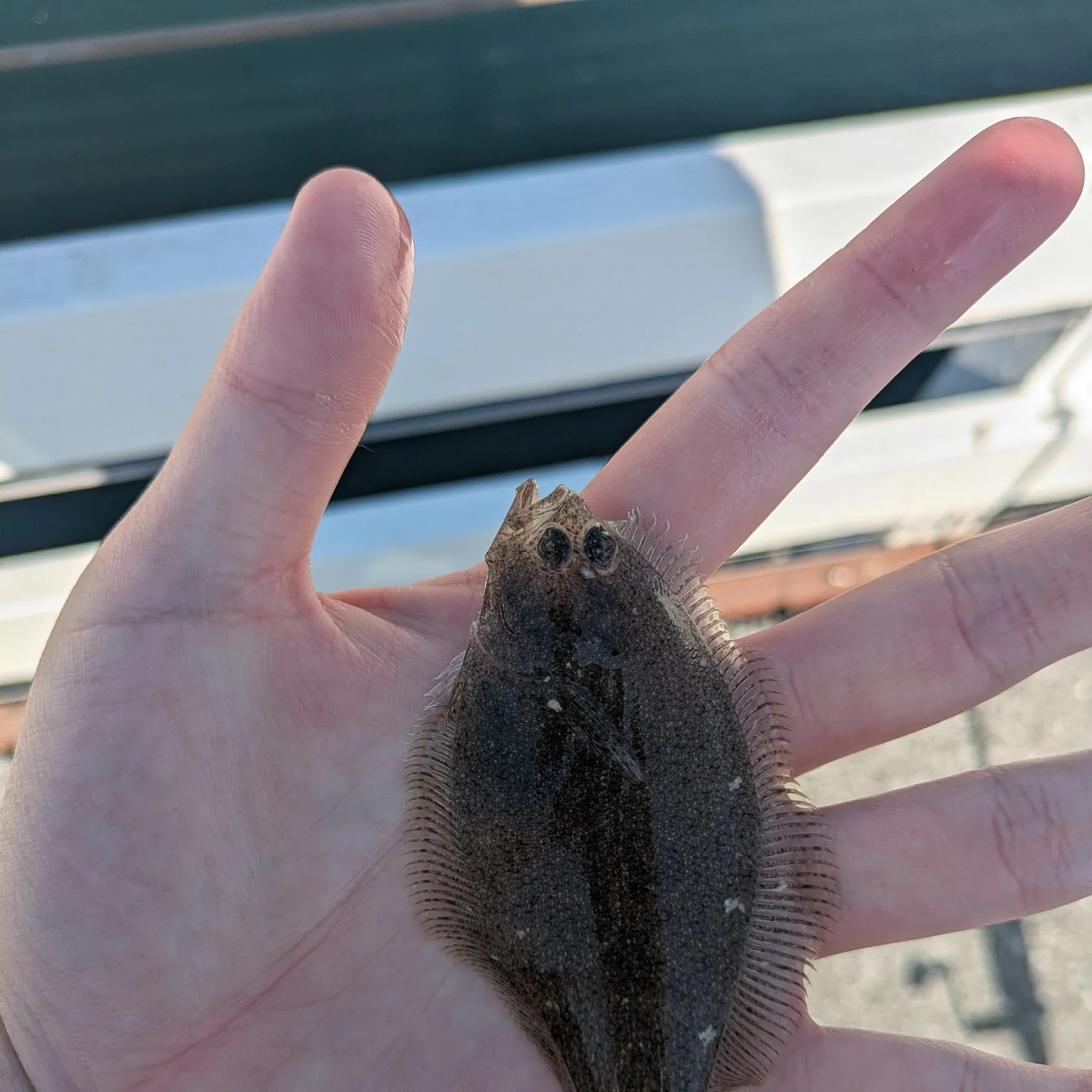 The most popular recent Speckled sanddab catch on Fishbrain