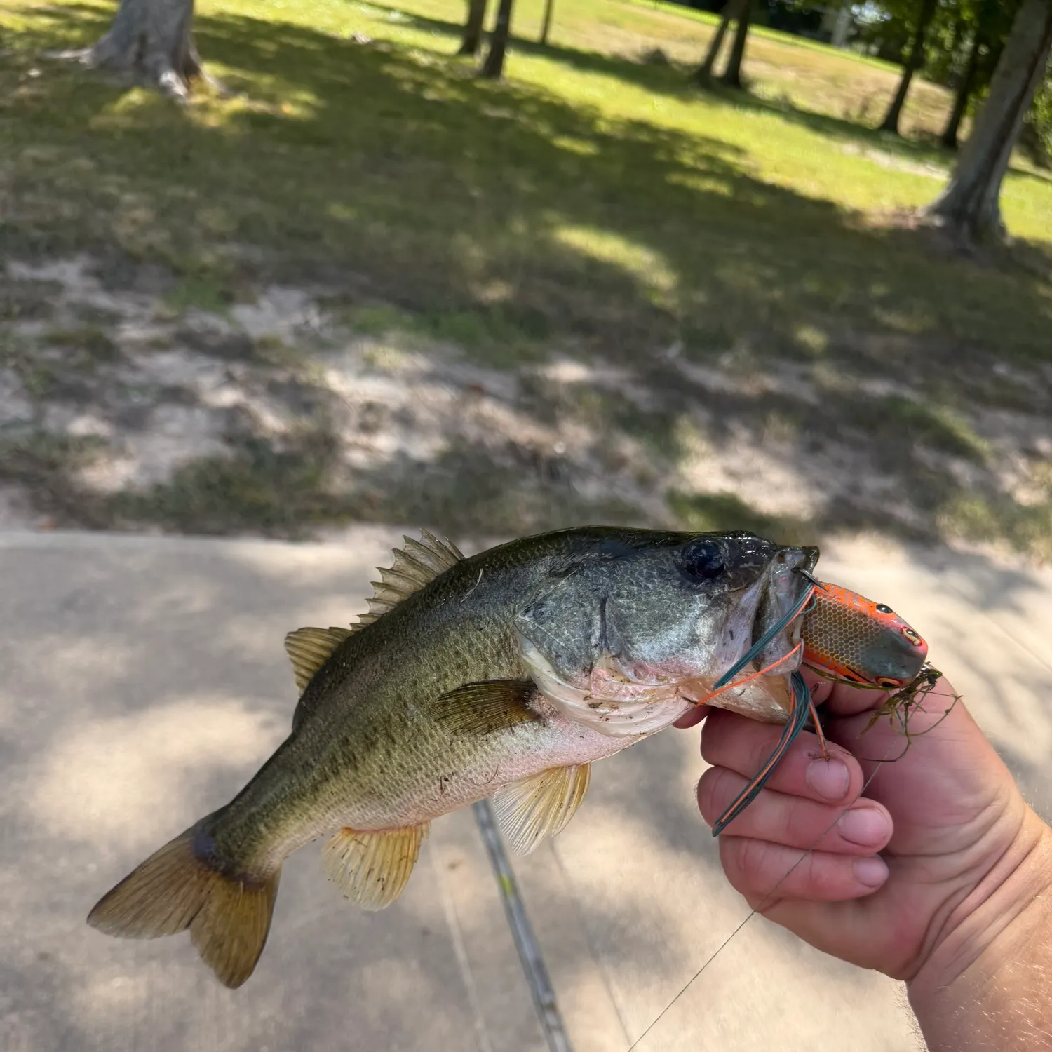 Largemouth bass caught on Fishbrain
