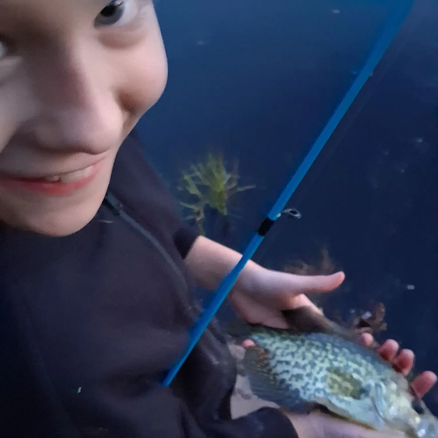 Black crappie caught on Fishbrain