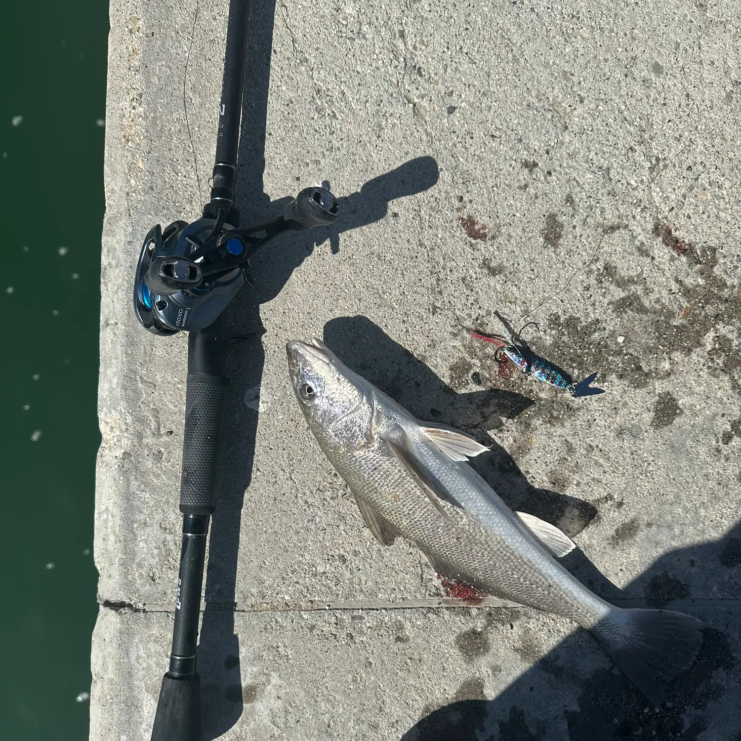 The most recent California corbina catches on Fishbrain