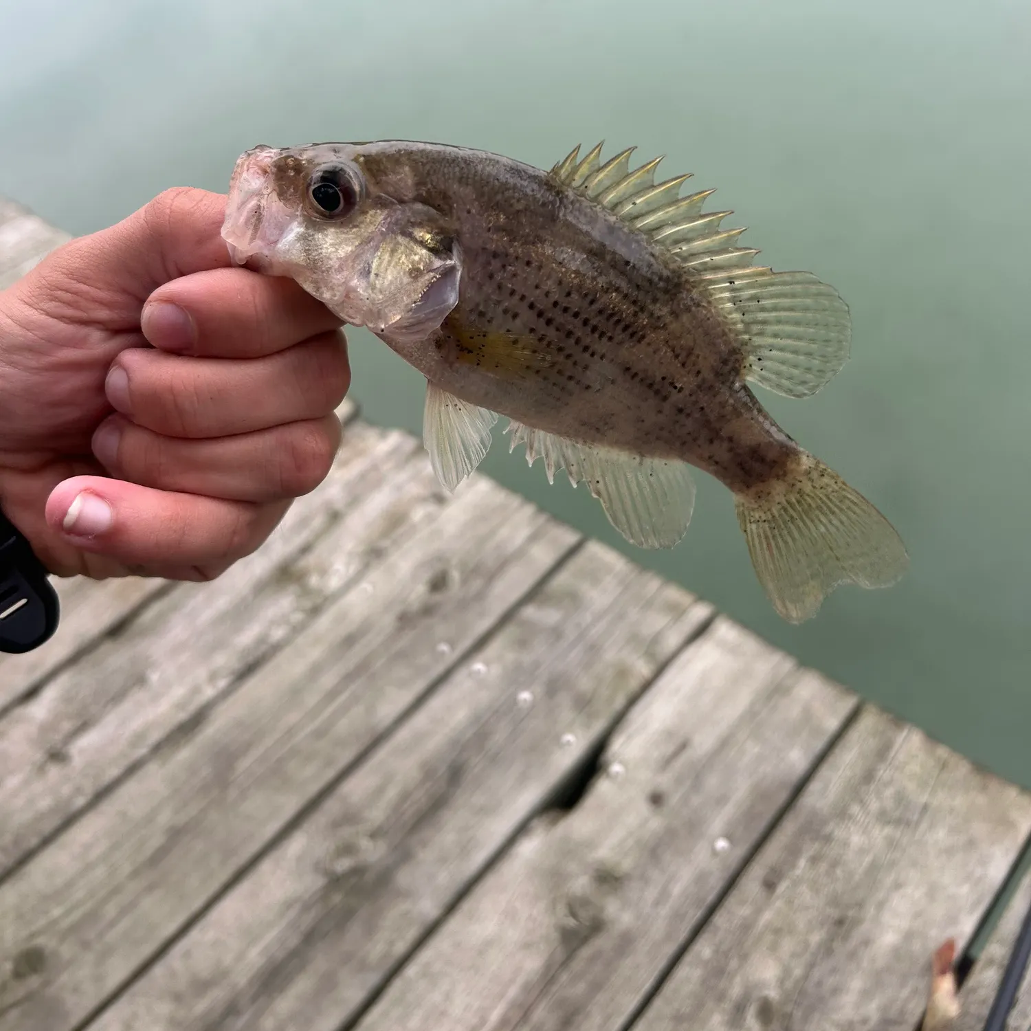Rock bass caught on Fishbrain